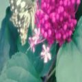 عکس پروانه گل رودخانه