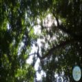 عکس درخت خورشید آسمان آبی موسیقی