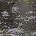 عکس مخمل باران + در زیر باران