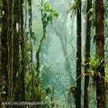 عکس صدای باران و رعد و برق در جنگل ، با صدای حیوانات (موسیقی طبیعت)