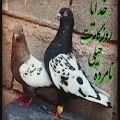 عکس شلوار پلنگی برای کفتر بازان ایران