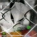عکس موزیک ویدیو مازندرانی زندانی/محلی زیبا
