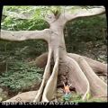 عکس قدرت خداوند درآفرینش درختان عجیب
