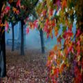 عکس آهنگ بسیار زیبای برگ پاییز از ریچارد کلایدرمن با تصاویر فوق العاده پاییزی