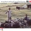 عکس موسیقی بختیاری / دشت لاله با صدای استاد غلامشاه قنبری