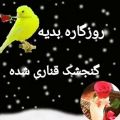 عکس آهنگ فارسی عالی