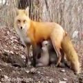 عکس مستند حیات وحش :: مادری کردن روباه به بچه خرس ها