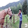 عکس علاقه ی عجیب اسبها به صدای ویولن! | داور ملودی