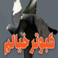 عکس آهنگ زیبا از کبوتر خیالم محمد مولایی