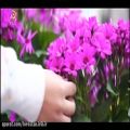 عکس ترانه زیبای محلی باصدای سبزعلی