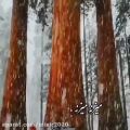 عکس موزیک برف علی_خدابنده