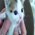 عکس فیلم گربه خونگی/کلیپ بچه گربه
