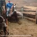 عکس این اسب چه نفس های میکشه