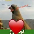 عکس کلیپ عاشقانه خاص موزیک ویدیو فوق العاده با صدای محمود تقی پور