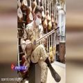 عکس ساز نوازی بسیار زیبای سرباز ایرانی