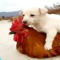 عکس رفیقی سگ و مرغ با آهنگ عزیز ویسی
