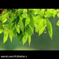 عکس رحمت باران - آهنگ غوطه ور سیروان خسروی- VIDEO SHBTAR