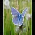 عکس یانی-Butterfly Dance
