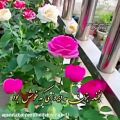 عکس کلیپی برای آغاز صبح پر انرژی