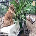 عکس حیوانات-بازی کردن گربه -سانات رنگارنگ وراز بقا