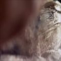 عکس حیوانات وحشی-درجنگل-وراز بقا
