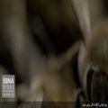 عکس حیوانات وحشی-درجنگل-وراز بقا