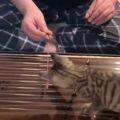 عکس آموزش سنتور به گربه توسط استاد کامکار