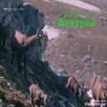 عکس کلیپ ویدیو ی آهنگ شکارچی از وحید فلاح بسیار زیبا