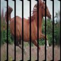 عکس زیباترین اسب ها ویدیو کلیپ بسیار زیبا تولید محتوای جذاب توسط احمدرضا سازواری