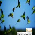 عکس ترانه شاد اگــــه باشـــــی-محمد اصفهانی