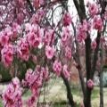 عکس بهار بهار چه اسم آشنایی || آهنگ ناصر عبداللهی || بوی بهار می آید || کلیپ زیبا