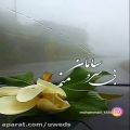 عکس مهدی یغمایی | کلیپ عاشقانه