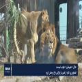 عکس حیوانات وحشی در جنگل های ایران