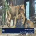 عکس حیوانات وحشی در جنگل های ایران