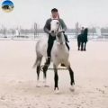 عکس زیباترین کلیپ اسب سواری/جدید