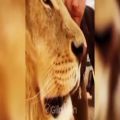 عکس Lion king شیر همیشه شیره با همون عظمت