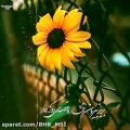 عکس کلیپ عاشقانه | اهنگ جدید عاشقانه