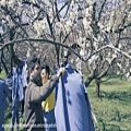 عکس موزیک ویدیو سووره گل (کردی) از محسن میرزازاده - بهار 1400