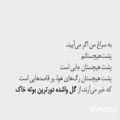 عکس واحه ای در لحظه