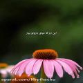 عکس کلیپ عاشقانه جدید.موسیقی غمگین.دکلمه عاشقاته