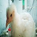 عکس ویدیو پرورش مرغ گوشتی با موزیک