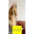 عکس نواختن موسیقی با استفاده از سیبیل گربه