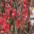 عکس نماهنگ فصل بهار با صدای محمدرضا هدایتی