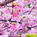 عکس فصل بهار و شکوفه ها - عید نوروز - سال نو مبارک