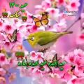 عکس کلیپ عید 1400 | آهنگ عاشقانه سال نو | کلیپ تبریک عید | نوروز 1400 مبارک