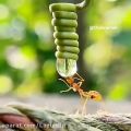 عکس کلیپ جالب از آب خوردن مورچه