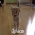 عکس اهنگ میراکلس با صدای گربه