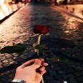 عکس استوری گل سرخ