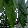 عکس هوای عاشقانه:: قطره های باران بر روی درخت شاه توت
