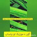 عکس موسیقی تو واتساپ